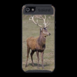Red Deer Stag iPhone 5 Skinit Case skinit case