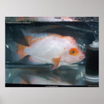 Red Devil Print