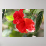 Red Double Hibiscus on Canvas Print