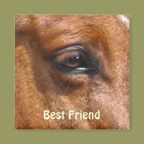Red Dun Stallion Horse's Eye Equine Photo magnets