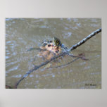 Red-eared Slider Doing Backstroke posters