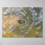 Red-eared Slider Hatchling posters