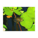 Red Eared Slider postcards