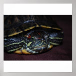 Red-Eared Terrapin posters