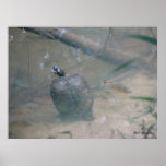 Red-eared Turtle in River posters