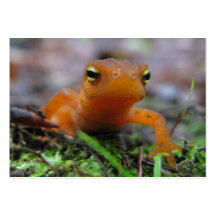 Red Eft ATC Business Card