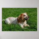Red English Cocker Spaniel posters
