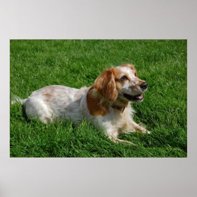 Red English Cocker Spaniel Posters by beverlytazangel
