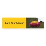 Red Everlasting Flower Bumper Sticker