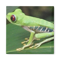 Red Eye Green Tree Frog Square Magnet