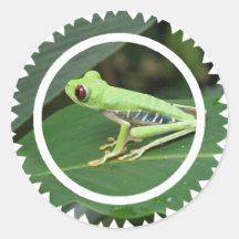 Red Eye Green Tree Frog Sticker