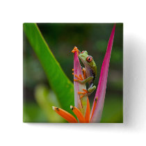 Red-eye tree frog, Costa Rica 2 Pinback Button
