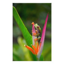 Red-eye tree frog, Costa Rica 2
