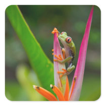 Red-eye tree frog, Costa Rica 2 Square Stickers