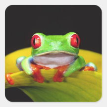 Red Eye Treefrog, Agalychinis callidryas, Native Square Sticker