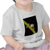 red eyed tree frog