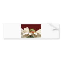 red eyed tree frog