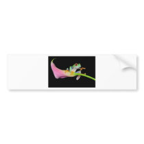 red eyed tree frog