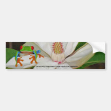 Red Eyed Tree Frog Bumper Stickers