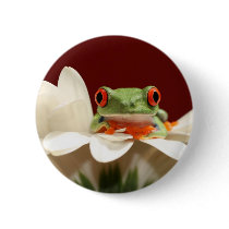 red eyed tree frog
