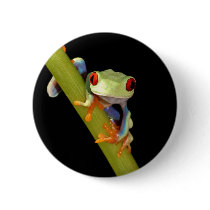 red eyed tree frog