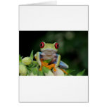 red eyed tree frog