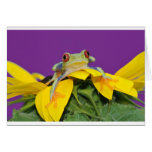 red eyed tree frog