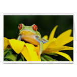 red eyed tree frog