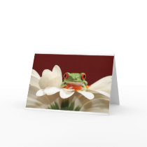 red eyed tree frog