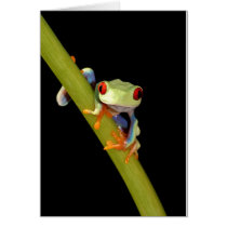 red eyed tree frog