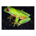 Red-eyed tree frog, Costa Rica Personalized Announcements