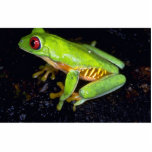 Red-eyed tree frog, Costa Rica photo sculptures