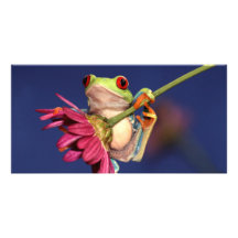red eyed tree frog customized photo card