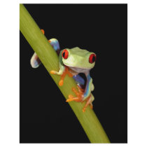 red eyed tree frog