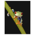 red eyed tree frog flyers
