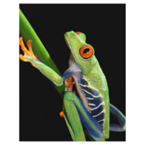 red eyed tree frog