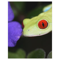 red eyed tree frog