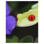 red eyed tree frog flyers