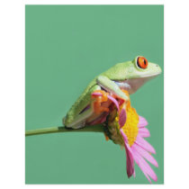 red eyed tree frog