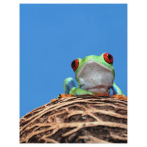red eyed tree frog