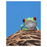 red eyed tree frog flyers