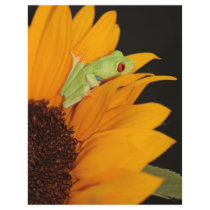 red eyed tree frog