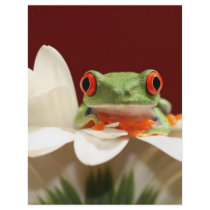 red eyed tree frog