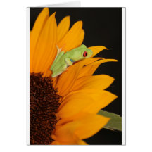 red eyed tree frog greeting card