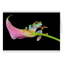 red eyed tree frog greeting cards