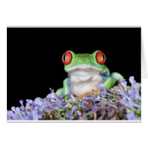 red eyed tree frog greeting cards