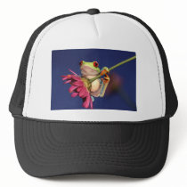 red eyed tree frog