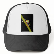 red eyed tree frog