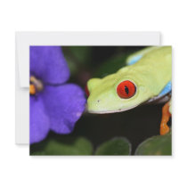 red eyed tree frog