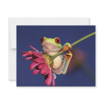 red eyed tree frog